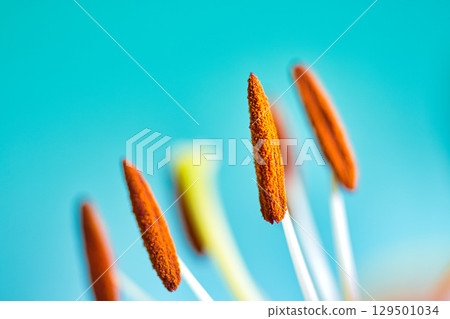 餐桌照片 - 卡薩布蘭卡花 餐桌照片 - 卡薩布蘭卡花 129501034
