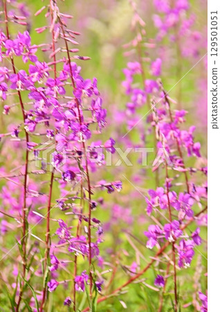 柳蘭，高地的象徵 129501051