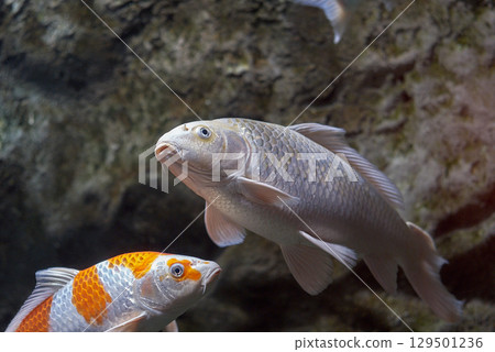 Nishikigoi（千歲鮭魚的Furusato館） 129501236