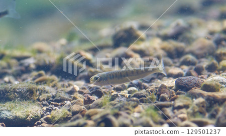 三文魚的魚苗（三文魚的家和千歲水族館） 129501237