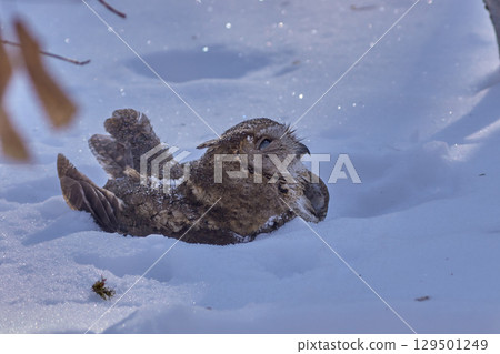 貓頭鷹依然是冬雪 貓頭鷹依然是冬雪 129501249