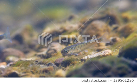 Salmon's fry (Salmon's home and Chitose Aquarium) 129501250