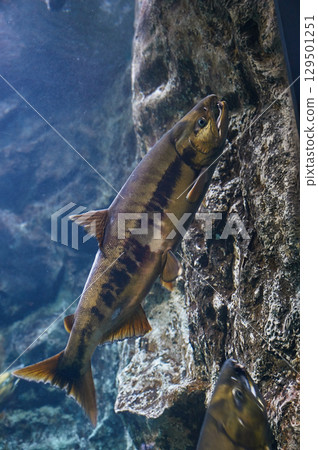 Salmon (Salmon's home and Chitose Aquarium) 129501251