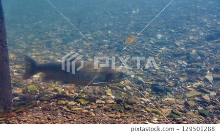 櫻花鮭魚（鮭魚的故鄉千歲水族館） 129501288
