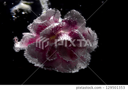 Pink flower with glistening water droplets Pink flower with glistening water droplets 129501353