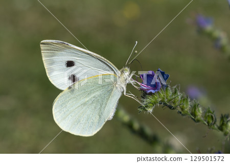 Cabbage white butterfly collecting pollen, pieris brassicae, lepidoptera Cabbage white butterfly collecting pollen, pieris brassicae, lepidoptera 129501572