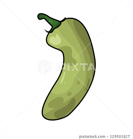 illustration of jalapeno illustration of jalapeno 129501827