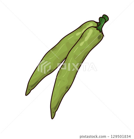 illustration of green chili illustration of green chili 129501834