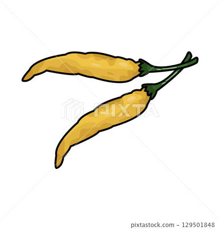 illustration of yellow chili illustration of yellow chili 129501848
