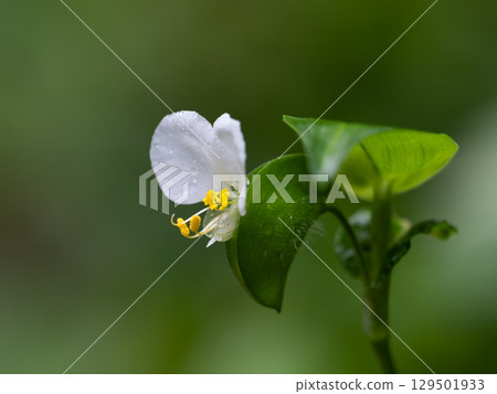 Neat white dewdrop flower Neat white dewdrop flower 129501933