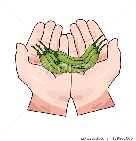 illustration of hand holding chili illustration of hand holding chili 129502000