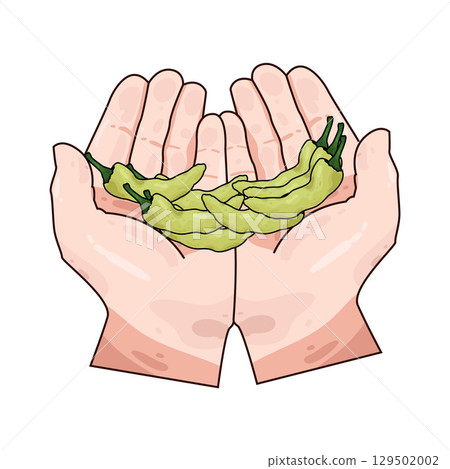 illustration of hand holding chili illustration of hand holding chili 129502002