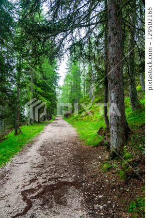Forest trail in the Dolomites (Dolomiti, Dolomiten), Italy, leading to Lago Sorapis. Lush green plants and tall trees create a serene and refreshing natural atmosphere Forest trail in the Dolomites (Dolomiti, Dolomiten), Italy, leading to Lago Sorapis. Lush green plants and tall trees create a serene and refreshing natural atmosphere 129502166