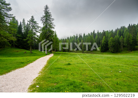 Forest trail in the Dolomites (Dolomiti, Dolomiten), Italy, leading to Lago Sorapis. Lush green plants and tall trees create a serene and refreshing natural atmosphere 129502219