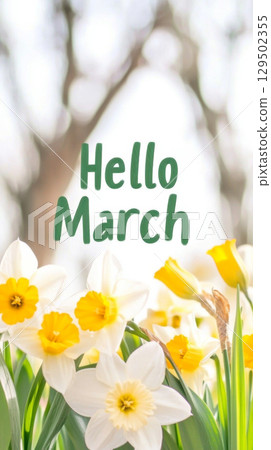 Daffodils bouquet with hello march text on light background 129502355