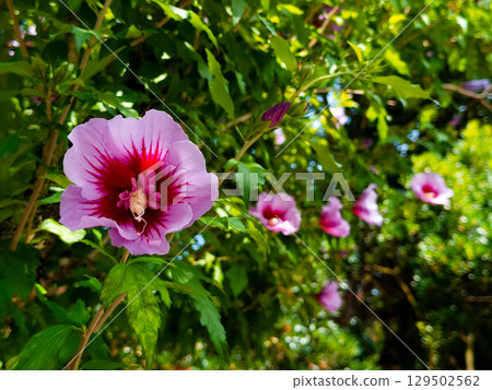 Syrian hibiscus flower (Hibiscus syriacus), also known as Rose of Sharon. Vibrant pink hibiscus flowers in sunlit garden setting 129502562