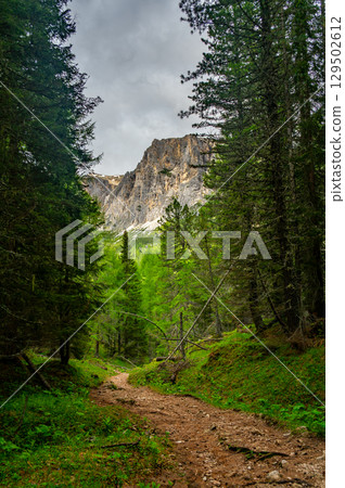 Deep forest in the Italian Dolomites (Dolomiti, Dolomiten). A peaceful trail winds through tall trees, lush grass, and wild blueberries, with distant mountain peaks on the horizon Deep forest in the Italian Dolomites (Dolomiti, Dolomiten). A peaceful trail winds through tall trees, lush grass, and wild blueberries, with distant mountain peaks on the horizon 129502612