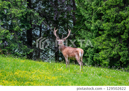 Red deer (Cervus elaphus hippelaphus) standing on a lush, blooming meadow. Behind it, a dense forest creates a picturesque natural backdrop. A symbol of wild beauty 129502622