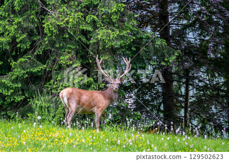 Red deer (Cervus elaphus hippelaphus) standing on a lush, blooming meadow. Behind it, a dense forest creates a picturesque natural backdrop. A symbol of wild beauty Red deer (Cervus elaphus hippelaphus) standing on a lush, blooming meadow. Behind it, a dense forest creates a picturesque natural backdrop. A symbol of wild beauty 129502623