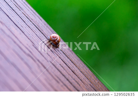 A small snail on a wooden railing, close-up shot, with the texture of the wood clearly visible A small snail on a wooden railing, close-up shot, with the texture of the wood clearly visible 129502635