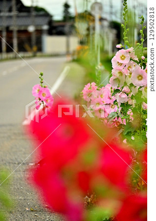 Hollyhock flowers blooming on the roadside Hollyhock flowers blooming on the roadside 129502818