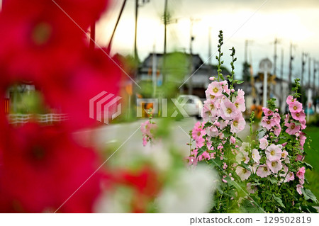 Hollyhock flowers blooming on the roadside Hollyhock flowers blooming on the roadside 129502819