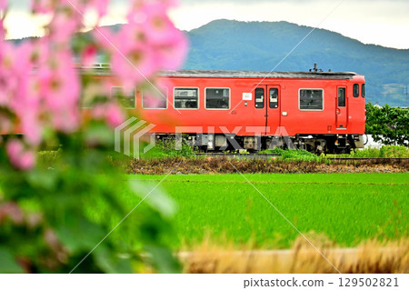 Johana Line and Hollyhock flowers - Countryside scenery 129502821