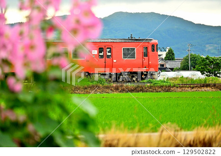 Johana Line and Hollyhock flowers - Countryside scenery 129502822