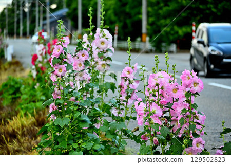 Hollyhock flowers blooming on the roadside 129502823