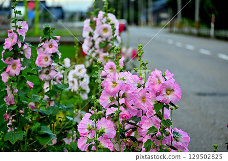 Hollyhock flowers blooming on the roadside Hollyhock flowers blooming on the roadside 129502825