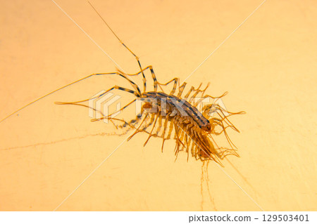 Small marine creature preserved in amber showcases ancient life from millions of years ago 129503401