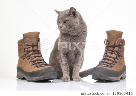 Cat poses thoughtfully between hiking boots on a bright, clean surface 129503416