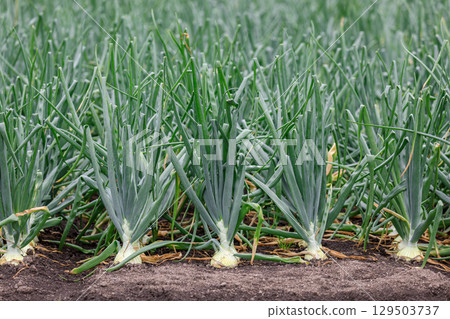 Onions growing vigorously in Kuriyama Town, Hokkaido [July] 129503737