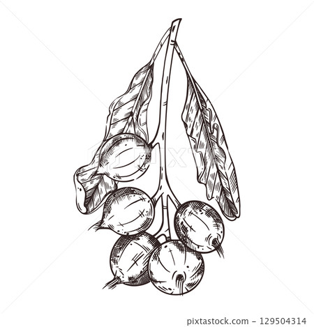 Macadamia, a tree branch with leaves and nuts, hand-drawn in ink. Vector illustration for printing on cosmetics food packaging kitchen textiles labels. Vector illustration 129504314