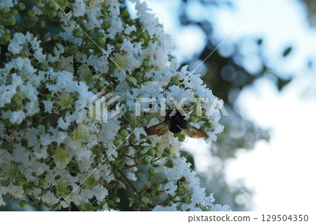 White crape myrtle flowers and a bee 129504350