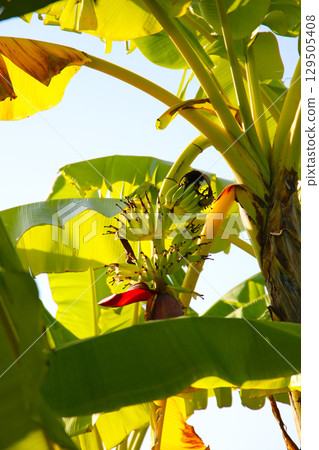 A cluster of green bananas hanging from a banana tree 129505408