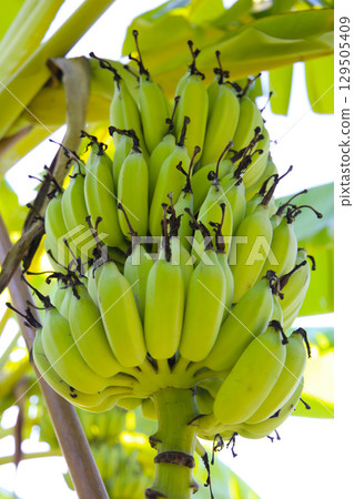 A cluster of green bananas hanging from a banana tree 129505409