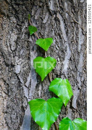 Bright green ivy leaves climbing on the rough bark of a tree Bright green ivy leaves climbing on the rough bark of a tree 129505421