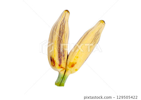 Fresh banana fruit, Silver bluggoe or Musa ABB group banana Fresh banana fruit, Silver bluggoe or Musa ABB group banana 129505422