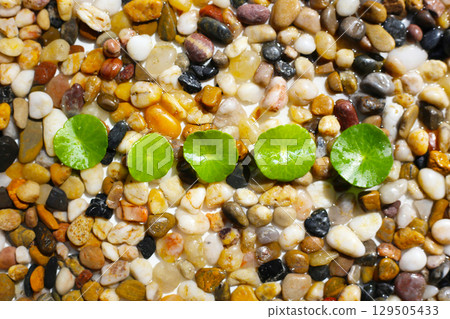Fresh gotu kola leaves on pebbles. 129505433
