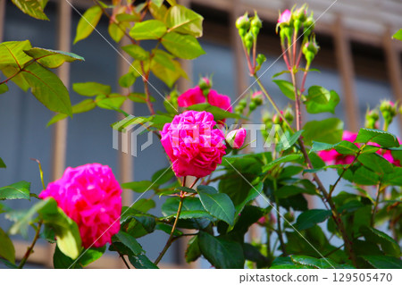 A beautiful rose bush in a public park in Japan 129505470