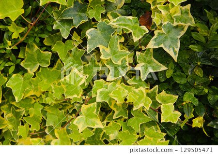 Variegated ivy leaves with bright green and yellow tones. Variegated ivy leaves with bright green and yellow tones. 129505471
