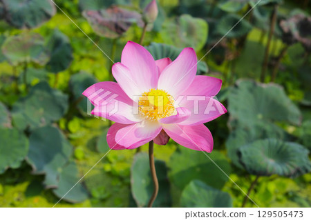 Beautiful pink lotus flower in full bloom Beautiful pink lotus flower in full bloom 129505473