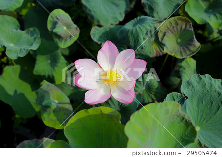 Beautiful pink lotus flower in full bloom Beautiful pink lotus flower in full bloom 129505474