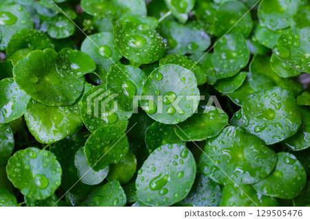 Green leaves of centella asiatica with rain drop (Gotu Kola) Fresh herb plant Green leaves of centella asiatica with rain drop (Gotu Kola) Fresh herb plant 129505476