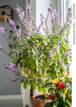 Blooming Thai basil bush with purple flowers and red hot chilli pepper in pots on windowsill at home 129505560