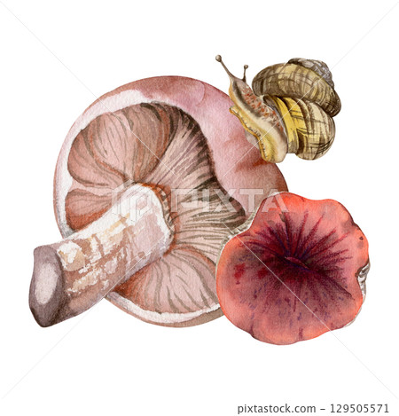 Lactarius milk-cap russula mushrooms with crawling snail on cap. Fungi natural illustration hand drawn in watercolor. Autumn forest harvest. Herbarium, foraging journals, kitchen garden decor art. Lactarius milk-cap russula mushrooms with crawling snail on cap. Fungi natural illustration hand drawn in watercolor. Autumn forest harvest. Herbarium, foraging journals, kitchen garden decor art. 129505571