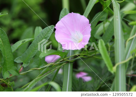 Pink bindweed flowers blooming in the grass 129505572