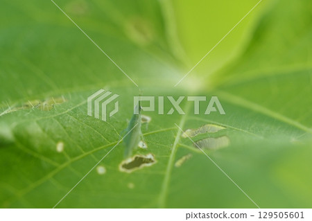 Baby grasshoppers and morning glory leaves 129505601