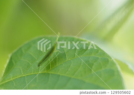 Morning glory leaves and baby grasshoppers 129505602